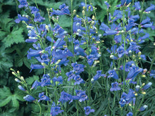Penstemon Heterophyllus Blue Seeds grown for striking Blue Flowers