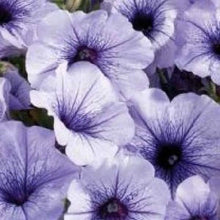 Celebrity Blue Petunia Petunia × hybrida flower Seeds for a bright addition to the balcony containers and window boxes