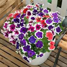 Petunia Petunia Hybrida Pure Color Flower Seeds for Planting – Vibrant Blooms for Seasonal Gardens and Container Growing