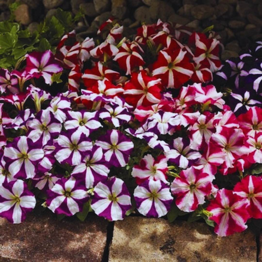Mix Petunia Hybrida Nana Compacta Seeds for a lasting display in the Container Planting