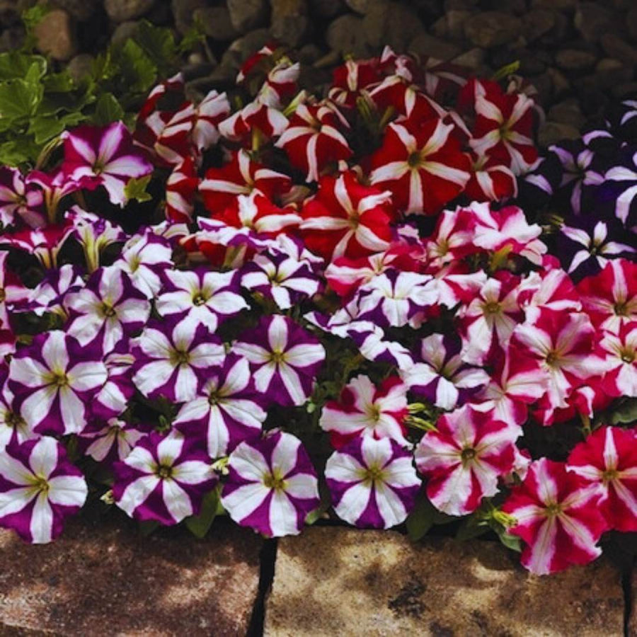 Mix Petunia Hybrida Nana Compacta Seeds for a lasting display in the Container Planting