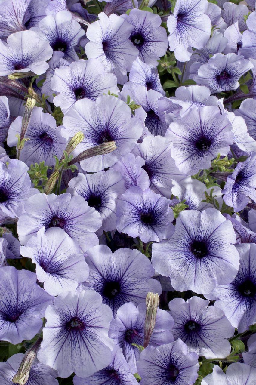 Celebrity Blue Petunia Petunia Ã— hybrida flower seeds for planting in balcony containers and window boxes