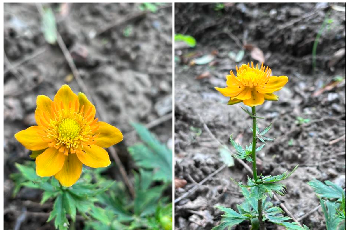 Trollius Trollius Chinensis Jinlian Lotus Flower Seeds for Planting – Exotic Blooms for Garden Borders and Pond Landscaping