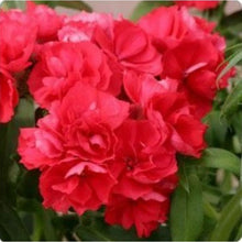 Phlox Drummond 'Promise Rose' Seeds for growers seeking a long-blooming display
