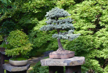 Rare Bonsai Plant Seeds  Ornamental Indoor & Outdoor Plant for Home Gardening