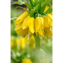 Fresh Fritillaria Imperia Wang Flower Seeds for Planting, Yellow et  Ornamental Garden Plant Garden Plant Seeds