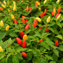 Texas Chiltepin Pepper Seeds (Capsicum annuum) for home growers seeking a reliable harvest