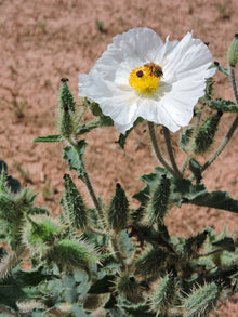 Poppy Prickly White Seeds (Papaver spp.) for colorful blooms in the Flower Bed & Garden
