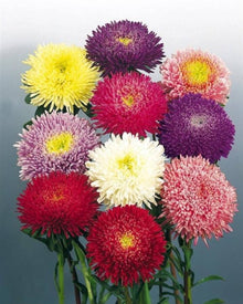 Plum Red China Aster Callistephus Chinensis Seeds for a sweet addition to the home orchard