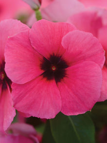 Vinca Annual Raspberry Cooling Seeds known for beautiful Blooms