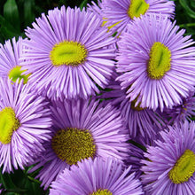 Erigeron Azure Fee Seeds valued for blue Daisy-Like Flowers