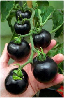 Indian Stripes Tomato Seeds (Solanum lycopersicum) for a fresh homegrown crop from the kitchen garden