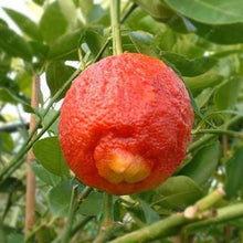Lemon Tree Seeds (Citrus limon) for growers planting the patio pots and kitchen garden areas
