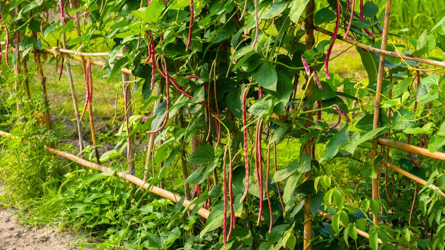 Bean Seeds
