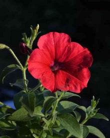 Red Wave Petunia Seeds (Petunia hybrida) for colorful blooms in the hanging baskets and home garden pots