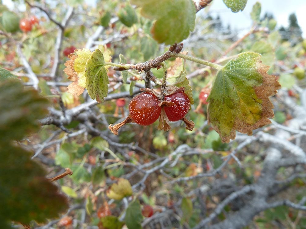 Wax (Currant Ribes cereum fruit bush) for planting in garden