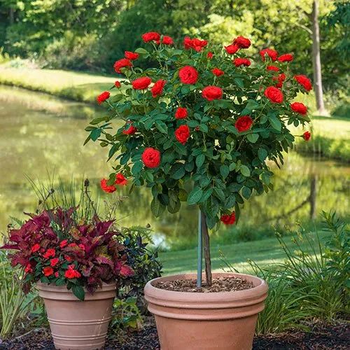 Rose Tree Rosa spp. flower seeds in 18 colors for planting in backyard garden or decorative beds - for planting in home garden
