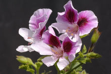 Sancho Panza Seeds for growers seeking a long-blooming display