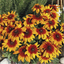 Rudbeckia Seeds (Rudbeckia spp.) for a lasting display in the Wildflower Garden