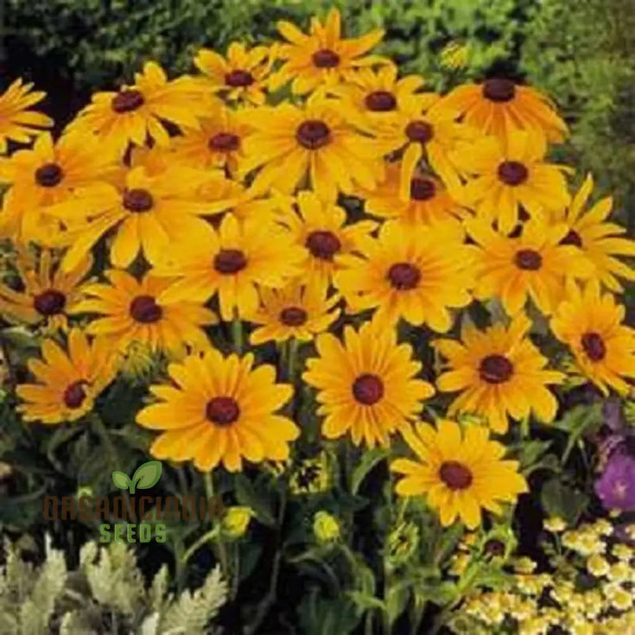 Rudbeckia Flower for planting
