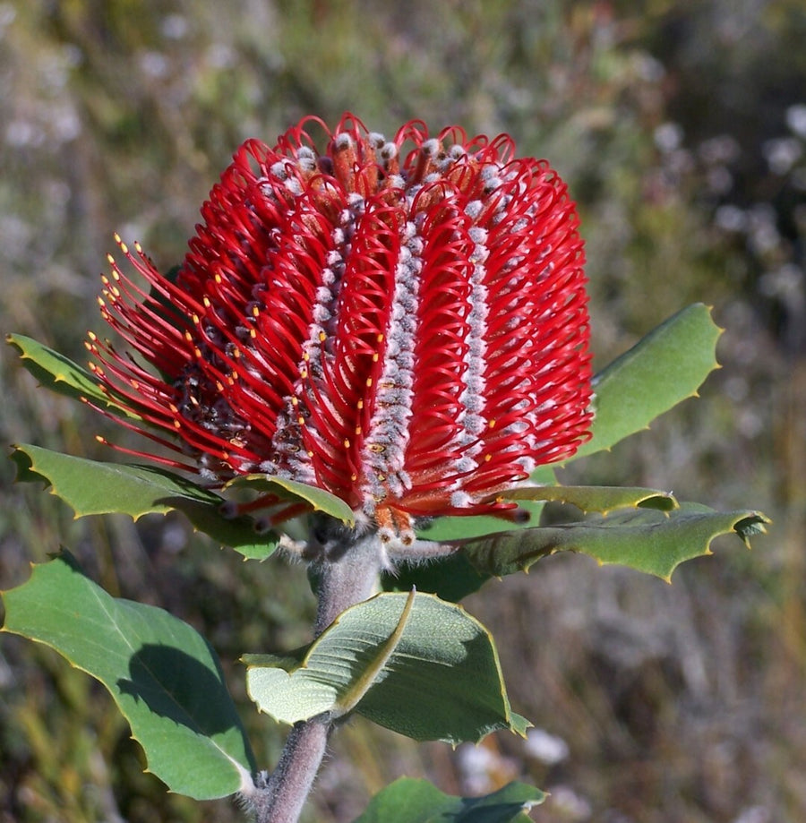 Banksia Banksia coccinea flower seeds for planting in home garden or native plant landscape - for planting in home garden