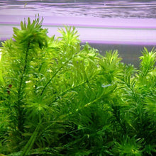 Live Oxygenating Plant for Tangier Elodea Densa Generic for Aquarium, Loose, Cold Water Goldfish  Ornamental Garden Plant for Home Gardening