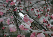 Fortunearia Sinensis Pink Seeds for reliable seasonal color