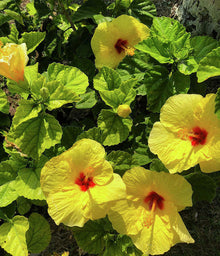 Hibiscus Flower Seeds for Beautiful Yellow Gardening et  Ornamental Garden Plant Garden Plant Seeds