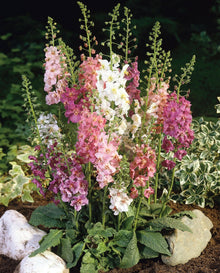 Mixed Color Verbascum Phoeniceum Seeds for colorful blooms in the Container Planting