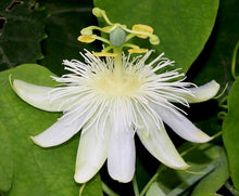 Heirloom Non-GMO White Bridal Passionflower Seeds valued for exotic, Beautiful Flowering Vine