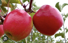 Kinds of Rare China Seeds known for big Bonsai & Sweet Apple Plants