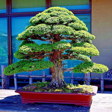 Rare Bonsai Plant Seeds  Ornamental Indoor & Outdoor Plant Garden Plant Seeds