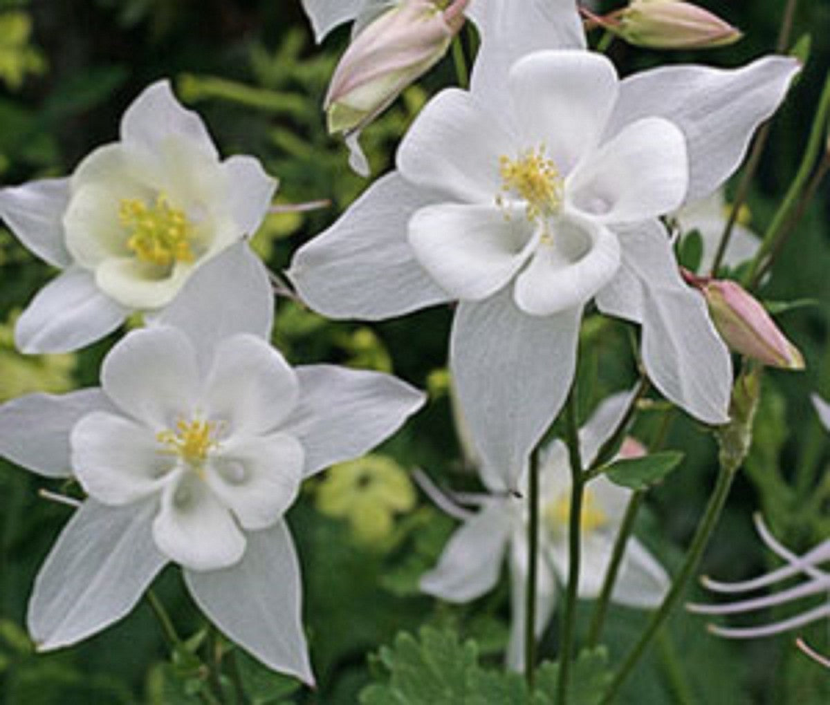 Columbine Aquilegia Vulgaris Perennial White Flower Seeds for Planting – Ideal for Woodland Gardens and Seasonal Blooms