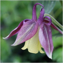 Aquilegia Blackcurrant Ice Seeds for reliable seasonal color