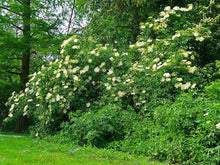 Elderflower Seeds (Sambucus nigra) for growers establishing the Landscape & Garden