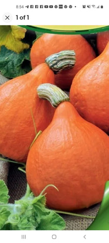 Hubba Hubba Winter Pumpkin Seeds for growers stocking the Home & Garden