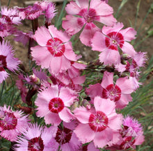 Dianthus Plumarius Mix Border Pinks Perennial Seeds for a colorful addition to any planting