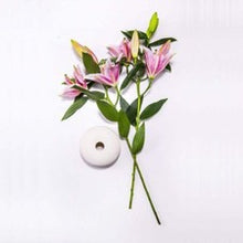 Garland Flame Lilium Brownii Seeds for gardeners building out beds and borders