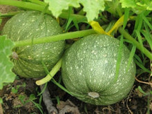 Rare Round Zucchini Seeds for home growers seeking a reliable harvest