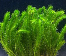 Live Oxygenating Plant for Tangier Elodea Densa Generic for Aquarium, Loose, Cold Water Goldfish  Ornamental Garden Plant Garden Plant Seeds