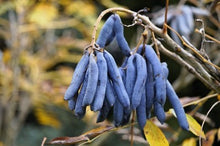 Blue Sausage Tree Seeds Decaisnea Fargesii Halloween Fun Cold Resistant Exotic et  Ornamental Garden Plant Garden Plant Seeds