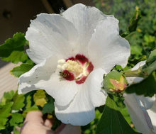 White Perfection with Pink Anthers Malva Flower Seeds â€“ Pure White Blooms with Soft Pink Centers