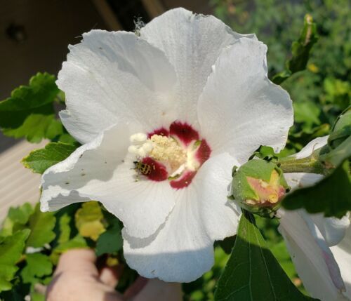White Perfection with Pink Anthers Malva Flower Seeds â€“ Pure White Blooms with Soft Pink Centers