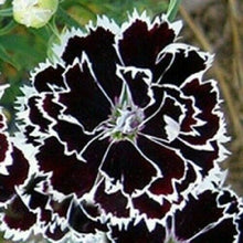 Japanese Pinks Seeds (Dianthus heddewigii) for a lasting display in the sunny flower beds