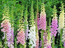 Bronze & White Foxglove Digitalis Seeds known for elegant Flowers