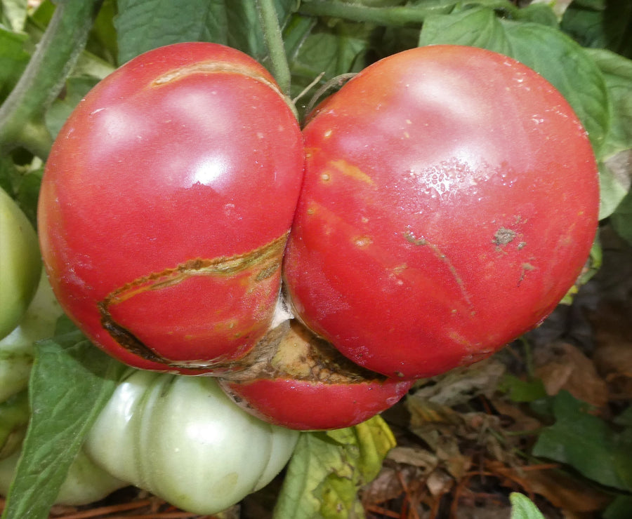 Rebel Yell Tomato Solanum lycopersicum for planting in vegetable patch