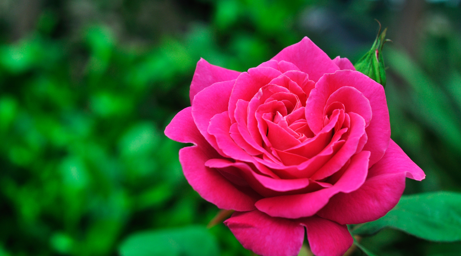 Chinese Rose Rosa Chinensis Seeds for a bright addition to the Home Decorative Borders