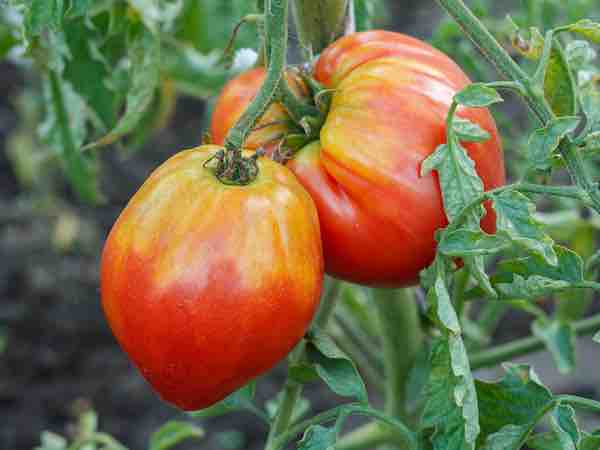 Heirloom (Tomato Solanum lycopersicum vegetable) for planting in garden