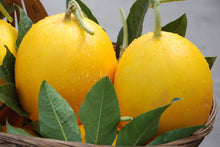 Warzenmelonen Seeds (Citrullus lanatus) for growers planting the Vegetable Patch & Garden