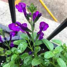 Purple Sage Plants for a fragrant addition to the herb patch